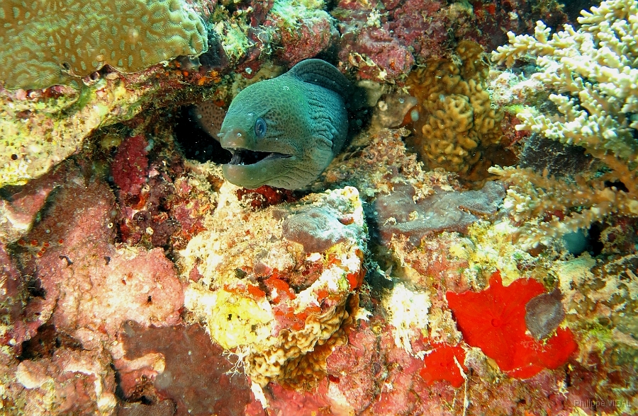 IMG_0261rc_Maldives_Madoogali_Murene javanaise - Gymnothorax javanicus.jpg